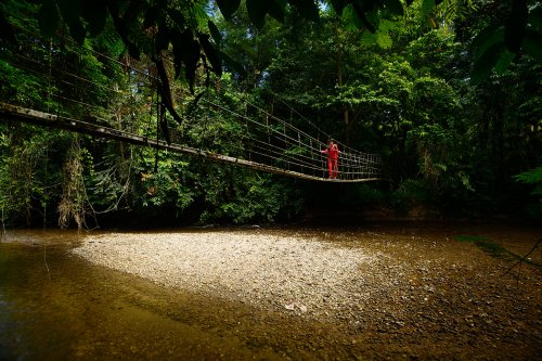 Gunung Mulu National Park, (Bornéo, Malaisie) - Traversée d'une rivière sur un pont de singe.(VO-13-0416 )